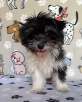 Dodger, a male Maltipoo for sale in Stilwell, OK – 4 of 8