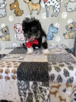 Dodger, a male Maltipoo for sale in Stilwell, OK – Photo 2 of 9