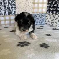 Dodger, a male Maltipoo for sale in Stilwell, OK – Photo 7 of 9