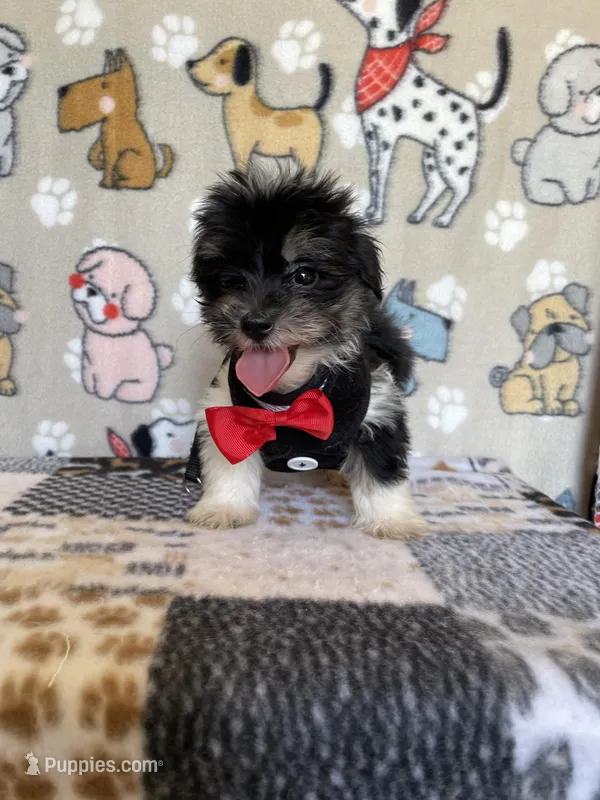 Dodger – Maltipoo puppy for sale in Stilwell, OK