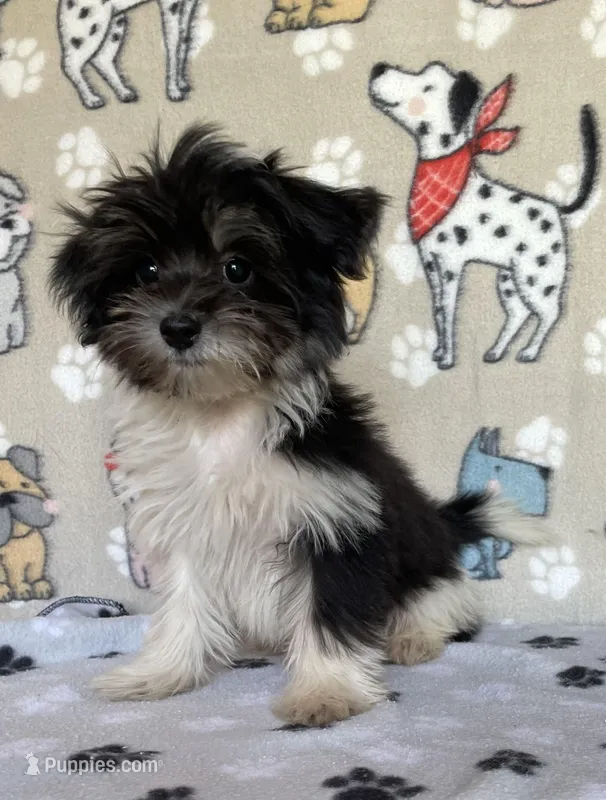 Dodger – Maltipoo puppy for sale in Stilwell, OK