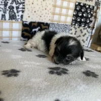 Dodger, a male Maltipoo for sale in Stilwell, OK – Photo 6 of 9