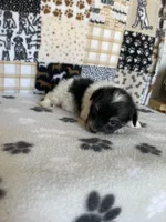 Dodger, a male Maltipoo for sale in Stilwell, OK – Photo 2 of 4