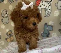 AKC Ruby, a female Poodle - Toy  for sale in Stilwell, OK – 3 of 10