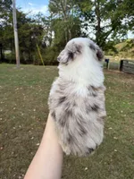 Buddy , a male Miniature American Shepherd for sale in Stilwell, OK – 3 of 3