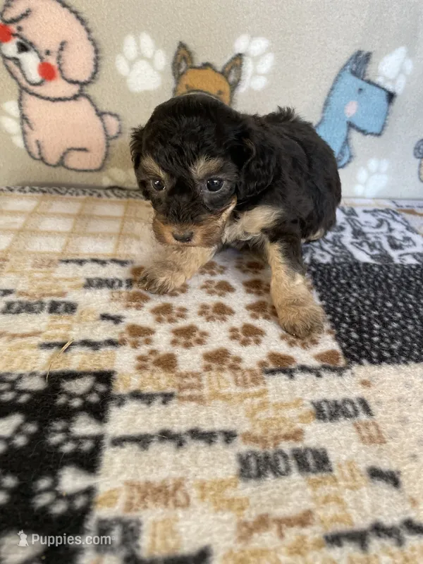 Zippy  – Poodle - Toy  puppy for sale in Stilwell, OK