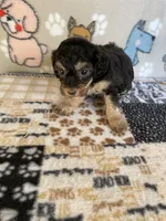 Zippy , a male Poodle - Toy  for sale in Stilwell, OK – 1 of 5