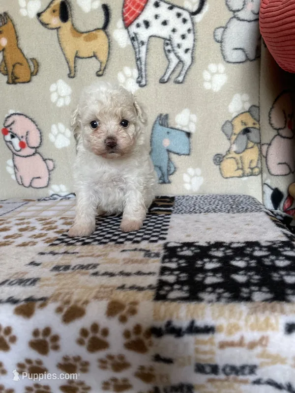 Dash – Maltipoo puppy for sale in Stilwell, OK