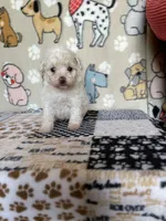 Dash, a male Maltipoo for sale in Stilwell, OK – 1 of 2