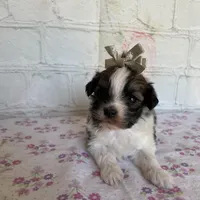 Mocha, a female Maltipoo for sale in Stilwell, OK – Photo 3 of 5