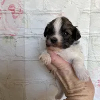 Mocha, a female Maltipoo for sale in Stilwell, OK – Photo 2 of 5