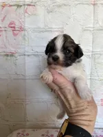 Mocha, a female Maltipoo for sale in Stilwell, OK – Photo 2 of 5