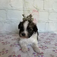 Mocha, a female Maltipoo for sale in Stilwell, OK – Photo 4 of 5