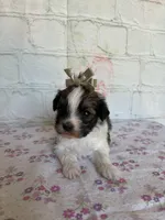 Mocha, a female Maltipoo for sale in Stilwell, OK – Photo 4 of 5