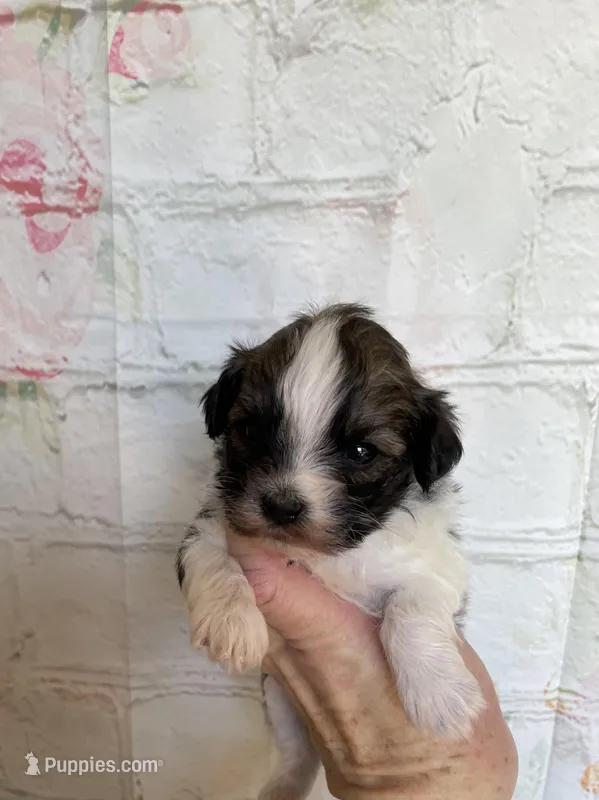 Mocha, a female Maltipoo for sale in Stilwell, OK – Photo 1 of 5