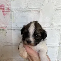Mocha, a female Maltipoo for sale in Stilwell, OK – Photo 1 of 5