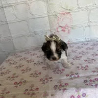 Mocha, a female Maltipoo for sale in Stilwell, OK – Photo 5 of 5