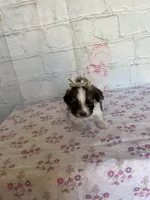 Mocha, a female Maltipoo for sale in Stilwell, OK – Photo 5 of 5