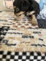 Zippy , a male Poodle - Toy  for sale in Stilwell, OK – 2 of 5