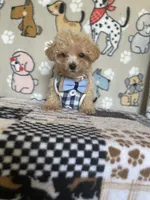 Gus, a male Maltipoo for sale in Stilwell, OK – 7 of 10