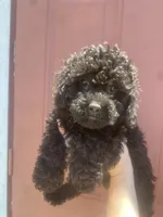 Boy #3 , a male Poodle - Toy  for sale in Stilwell, OK – 2 of 2