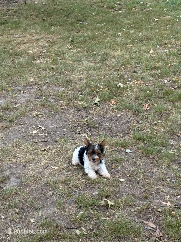 Yorkie boy  – Yorkshire Terrier puppy for sale in Stilwell, OK