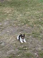 Yorkie boy , a male Yorkshire Terrier for sale in Stilwell, OK – 1 of 4