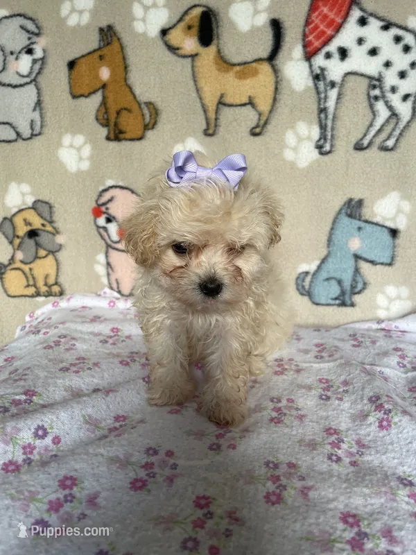 Stella – Maltipoo puppy for sale in Stilwell, OK