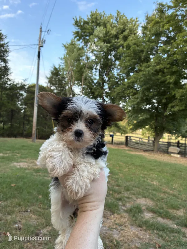 Girl  – Yorkshire Terrier puppy for sale in Stilwell, OK