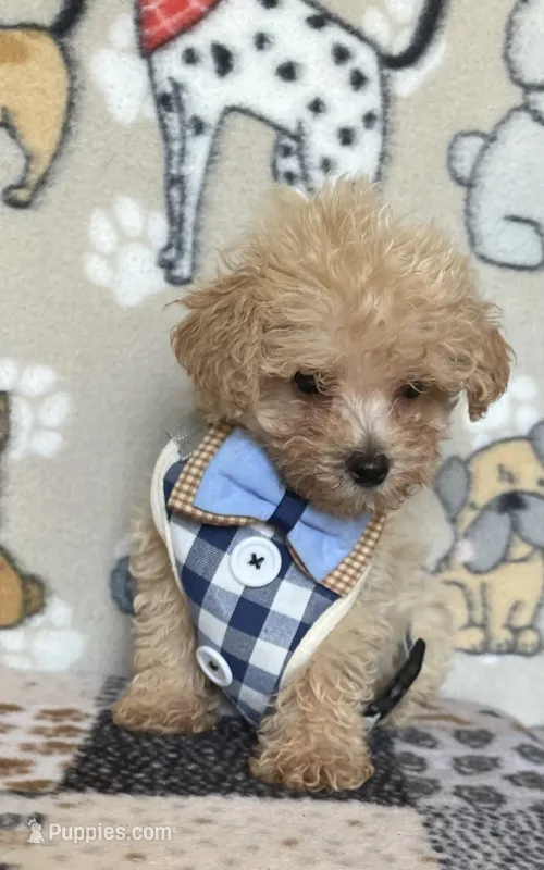 Gus – Maltipoo puppy for sale in Stilwell, OK