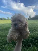 Drake, a male Poodle - Miniature  for sale in Stilwell, OK – Photo 1 of 2