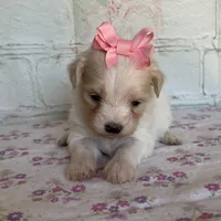 Pixie, a female Maltipoo for sale in Stilwell, OK – Photo 8 of 10