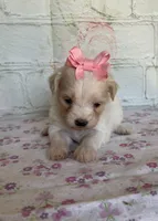 Pixie, a female Maltipoo for sale in Stilwell, OK – Photo 3 of 5