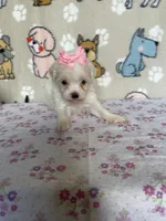 Pixie, a female Maltipoo for sale in Stilwell, OK – Photo 7 of 10