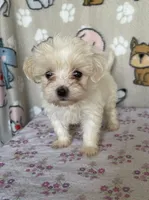 Pixie, a female Maltipoo for sale in Stilwell, OK – Photo 9 of 10