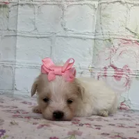 Pixie, a female Maltipoo for sale in Stilwell, OK – Photo 6 of 10