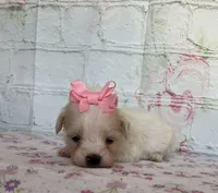 Pixie, a female Maltipoo for sale in Stilwell, OK – Photo 5 of 5