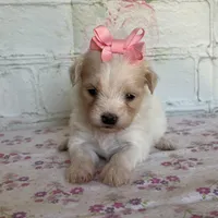 Pixie, a female Maltipoo for sale in Stilwell, OK – Photo 5 of 10