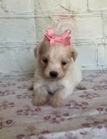 Pixie, a female Maltipoo for sale in Stilwell, OK – Photo 2 of 5