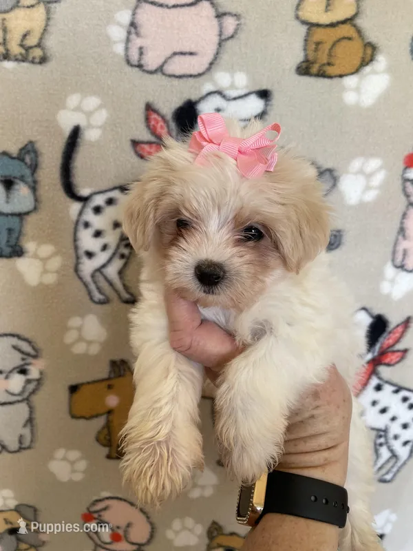 Pixie – Maltipoo puppy for sale in Stilwell, OK