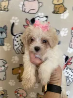 Pixie, a female Maltipoo for sale in Stilwell, OK – Photo 1 of 10