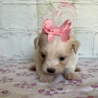 Pixie, a female Maltipoo for sale in Stilwell, OK – Photo 4 of 10