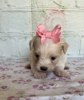 Pixie, a female Maltipoo for sale in Stilwell, OK – Photo 4 of 5