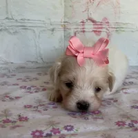 Pixie, a female Maltipoo for sale in Stilwell, OK – Photo 3 of 10