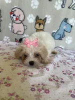 Pixie, a female Maltipoo for sale in Stilwell, OK – Photo 2 of 10