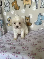 Pixie, a female Maltipoo for sale in Stilwell, OK – Photo 10 of 10