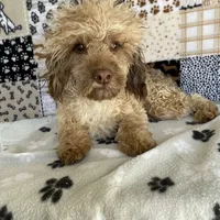 Ralph, a male Poodle - Toy  for sale in Stilwell, OK – Photo 1 of 5