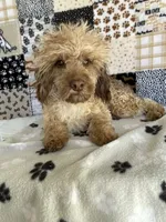 Ralph, a male Poodle - Toy  for sale in Stilwell, OK – Photo 1 of 5