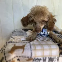 Ralph, a male Poodle - Toy  for sale in Stilwell, OK – Photo 5 of 5