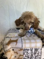 Ralph, a male Poodle - Toy  for sale in Stilwell, OK – Photo 5 of 5